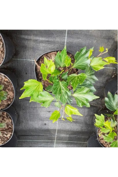 Плющ англійський Грін Ріпл саджанець С3